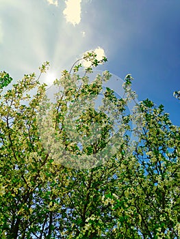 Photo of bright green cherry tree branches with flowers in the month of May against the blue sky with clouds and sun rays