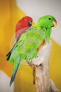 Photo of Bright Parrot