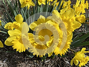 Bright Yellow Daffodil Flowers in March in Full Bloom