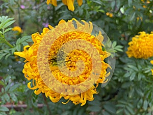 Bright Yellow Flower in the Garden