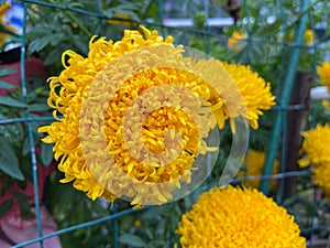 Bright Yellow Flower in the Garden in October