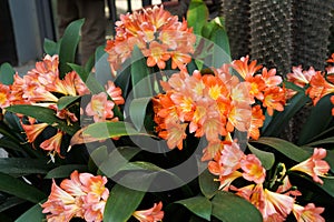 Photo of brightly orange tropical flowers in a pot