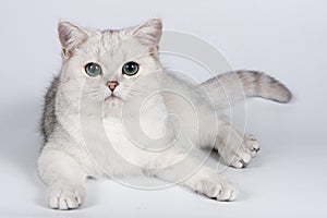 British gray cat looking at the camera