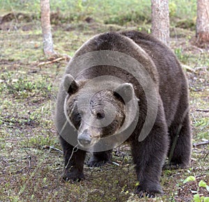 Photo of a brown bear