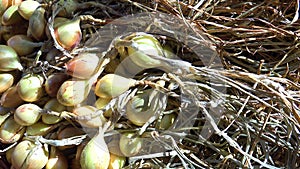 Photo of brown onion harvest in summer day