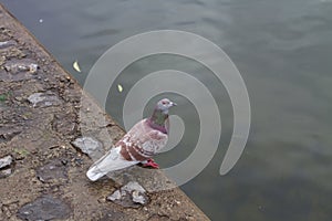 Photo of a brown pigeon. Close-up.