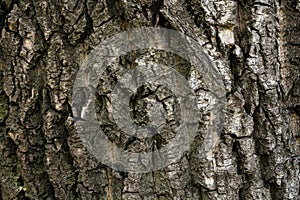 Photo of brown, rough tree bark texture