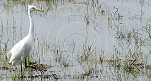 Photo of Bubulcus bird standing in the paddy field