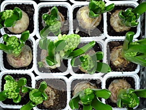 Photo of bulbs of green stalks or hyacinth buds in small white square pots top view