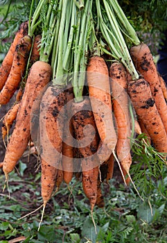 Photo of a bunch of carrots fresh juicy crispy vegetables just pulled from the garden in autumn close up