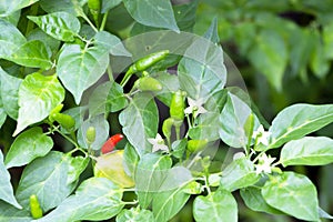 Photo of bunch of chili pepper or bird chili and flowers on a tree. Focus on a red chili. Thai spice concept