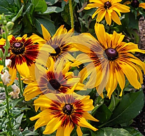 Sunflower or Helianthus is bright yellow