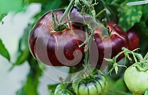 Photo with burgundy and green tomatoes ripening in the greenhouse on the bushes