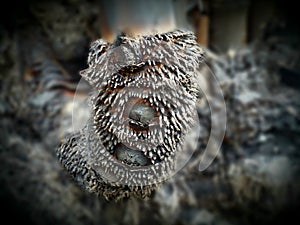 photo of burnt roots in a bamboo grove on the edge of the forest