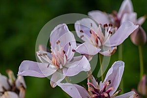 Photo butomus umbellatus flower burchardia, macro photo, forest water lily flower, summer spring, botany, background photo