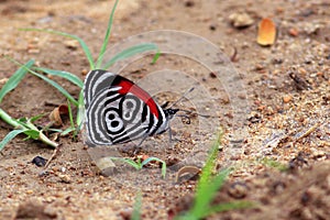 Photo of butterfly 88 Diaethria photo