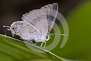 Butterfly on leaf extreme close up - Macro photo of Butterfly on leaf