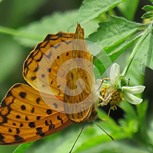 The photo of a butterfly while on the little flower of poket.