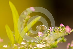 Photo of butterfly and pink tree flower with sunlight