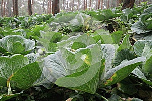 Photo of cabbage plant. Its latin name is Brassica oleracea var. capitata.