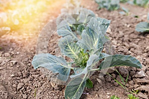 Photo of a cabbage sprout in a field. A field is planted with cabbage