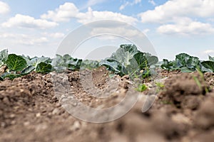 Photo of a cabbage sprout in a field. A field is planted with cabbage. Agriculture of young cabbage in summer
