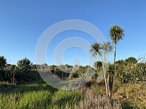 Photo of Cabbage Tree Ti Kouka or Cordyline Australis a Distinctive Tree in the New Zealand Landscape photo