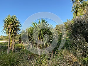 Photo of Cabbage Tree Ti Kouka or Cordyline Australis a Distinctive Tree in the New Zealand Landscape