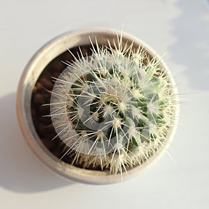 Photo of a cactus from above. Cactus with needles in a pot on a white background. Unpretentious house plants, care and