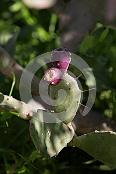 Photo of a cactus called prickly pear