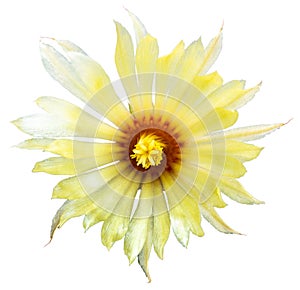 A photo of cactus flowers isolated on a white background.