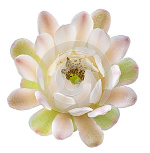 A photo of cactus flowers isolated on a white background.