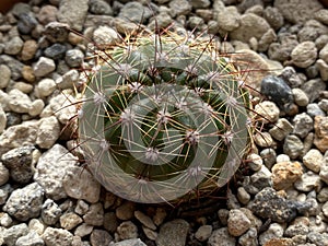 Photo of Cactus Plant Echinocactus grusoni photo