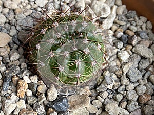 Photo of Cactus Plant Echinocactus grusoni photo