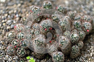 Photo of a cactus on rocky soil