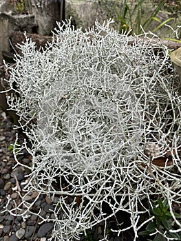 Calocephalus brownii Plant Photo photo