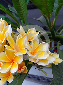 Photo of a Cambodian flower (Plumeria) blooming with its beautiful petals.