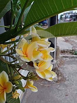 Photo of a Cambodian flower (Plumeria) blooming with its beautiful petals.