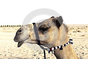 photo of a camel, desert. sands, dunes, sky, arab emirates