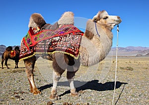 Photo camels against mountain.