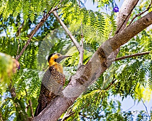 Campo Flicker woodpecker bird - Colaptes campestris - on tree branch photo