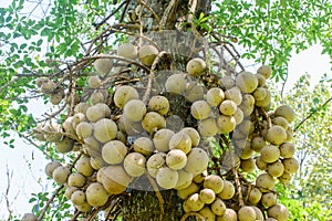 Photo of cannonball on the tree