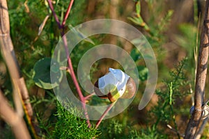 photo of a capper flower with photo of a flower with church with blurred background
