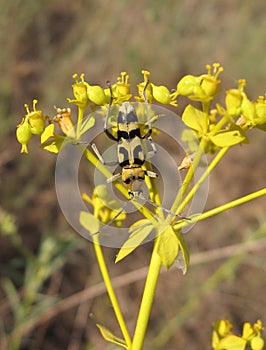 Photo of capricorn beetle