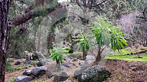 Lush Wilderness at Caldera de Taburiente, La Palma photo