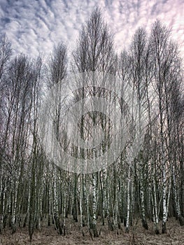The photo captures a group of tall trees with bare branches in a forest