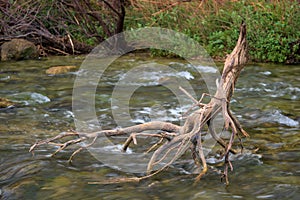 This photo captures the serenity of a branch resting in river water. photo