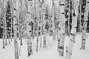 A photo capturing a serene winter scene of a group of trees covered in snow, A near-monochrome world of white birch trees after a