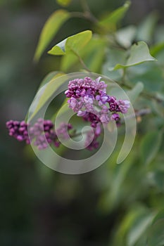 Photo card sirens on salad background, spring photo obes with sirens,