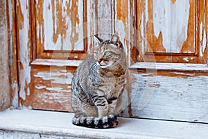 Photo of cat with green eyes sitting at wooden old door on european street and looking at side